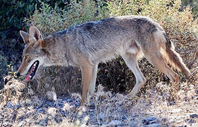 Male coyote