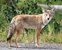 Coyote Coyote in Alaska.jpg