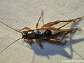 Cricket (Trigonidiidae) - 48557997307.jpg