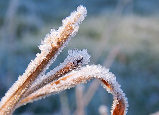 Cristalli di ghiaccio su foglie secche di graminacee, parco urbano di Villa Ada