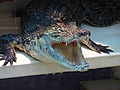 ru:Нильский крокодил (Crocodylus niloticus)