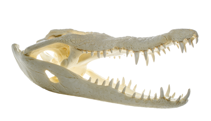 File:Crocodylus niloticus - skull - MUSE.png