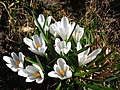 Crocus 1 2.jpg