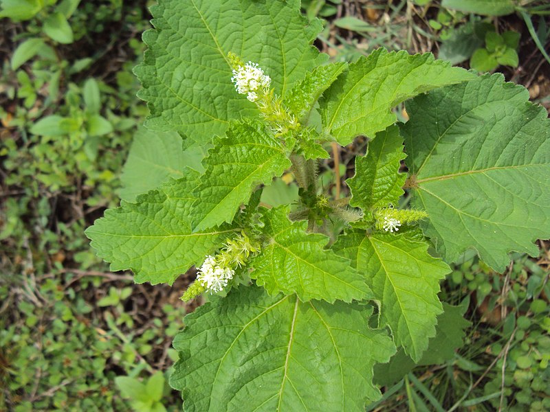 File:Croton hirtus at Peravoor 2014 (5).jpg