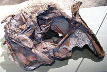 Holotype skull of Cryolophosaurus ellioti Cryolophosaurus ellioti holotype.jpg