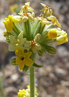 Cryptantha confertiflora Species of flowering plant