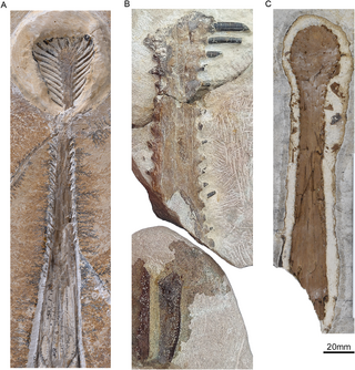 <i>Plataleorhynchus</i> Genus of ctenochasmatid pterosaur from the Late Jurassic and Early Cretaceous