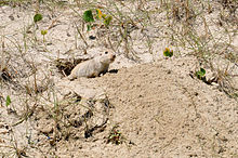 Ctenomys flamarioni.jpg