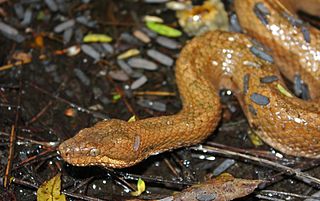 Tropidophiidae family of reptiles