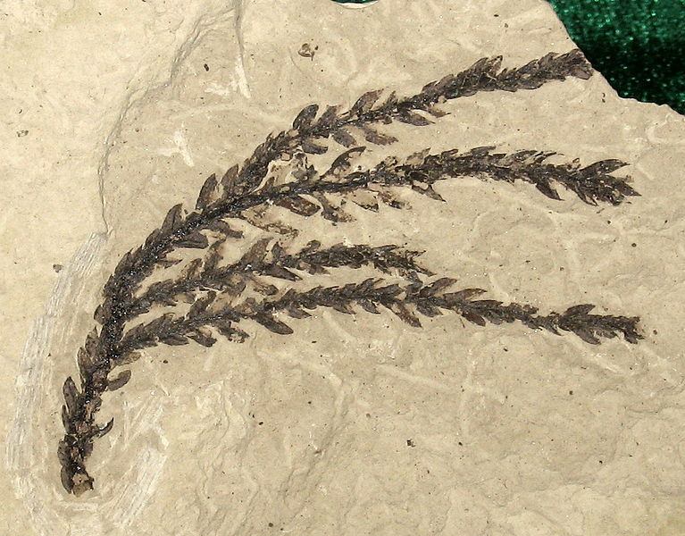 File:Cunninghamia 01.jpg