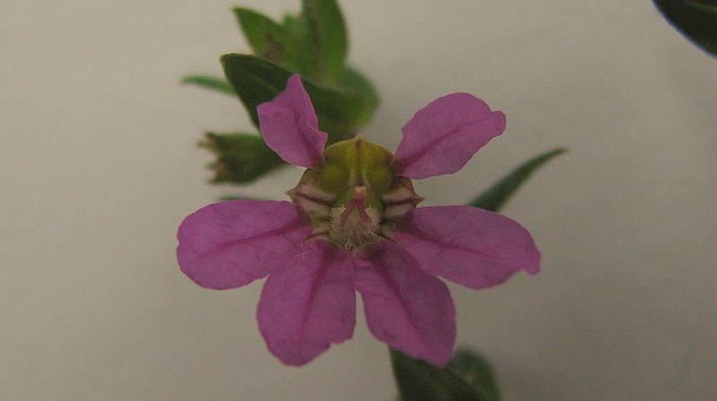 File:Cuphea sessilifolia Mart. - Flickr - Alex Popovkin, Bahia, Brazil (1).jpg