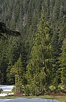   Cupressus nootkatensis