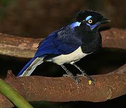 Cyanocorax Chrysops: Especie de páxaru