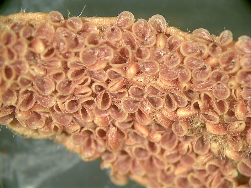 File:Cycas microsporangia.jpg