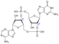 Ciklični gvanozin monofosfat-adenozin monofosfat.svg