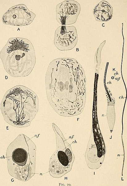 File:Cytology, with special reference to the metazoan nucleus (1920) (20818895262).jpg