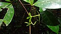 Jeunes feuilles de Raputia aromatica