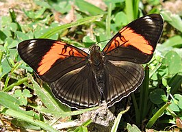 Adelpha lycorias