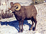 Bighorn qo'ylari