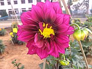 Dahlia Almost Bloomed (2).jpg