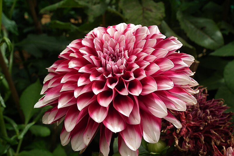 File:Dahlia at Lalbagh flowershow aug2011 7053.JPG