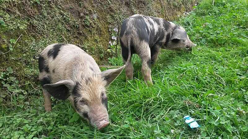 File:Darjeeling Pigs.jpg