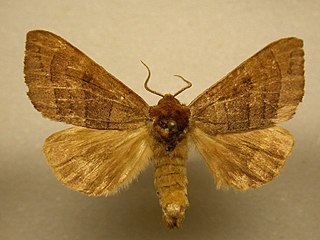 <i>Datana angusii</i> Species of moth