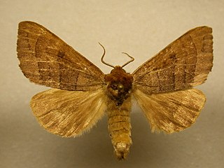 <i>Datana angusii</i> species of moth