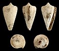 * Nomination Shell of a fossil Carrot Cone, Conus daucus --Llez 05:20, 4 August 2011 (UTC) * Promotion Very good--Holleday 18:27, 4 August 2011 (UTC)