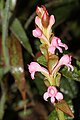 Satyrium nepalense