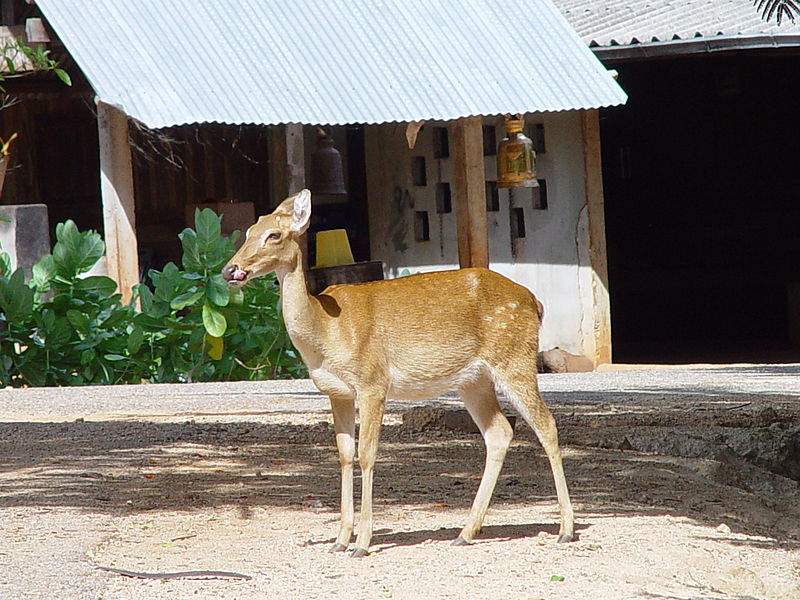 File:Deer in the Tiger Temple, Thailand.jpg