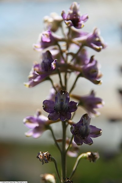 File:Delphinium exaltatum 1zz.jpg