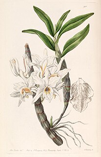 <i>Dendrobium heterocarpum</i> Species of orchid