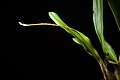 Dendrochilum glumaceum