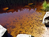 Der Glaswaldsee bei Bad Rippoldsau-Schapbach