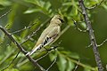 Desert finch