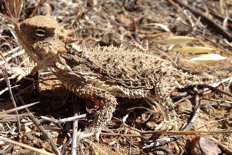 File:Desert Horned Lizard.jpg