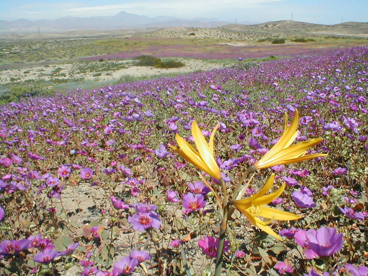 Desierto florido - Wikipedia, la enciclopedia libre