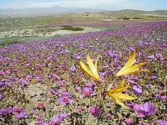 Flowered Desert