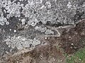 The ruined early neolithic tomb at Little Kit's Coty House. [79]