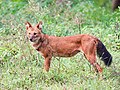 * Nomination Dhole or Indian wild dog (Cuon alpinus), Mudumalai, Tamil Nadu, India --Tagooty 02:35, 3 November 2022 (UTC) * Promotion  Support Good quality. --Acroterion 02:40, 3 November 2022 (UTC)