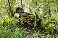 Begroeide wortelkluit van een omgevallen berk (Betula). De wortelkluit lijkt op een vogel.