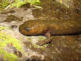 Dicamptodon copei larva.jpg