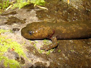 Cope's giant salamander