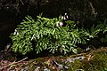 Dicentra formosa