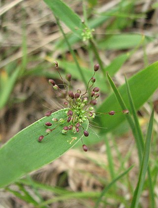 <i>Dichanthelium sphaerocarpon</i> Species of flowering plant