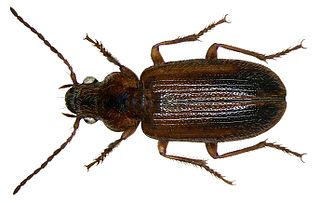 <i>Dicheirotrichus</i> Genus of beetles