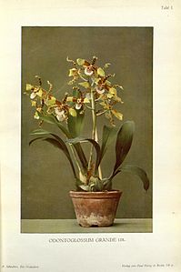 Tafel I Odontoglossum grande Rossioglossum grande