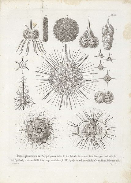 File:Die Radiolarien (Rhizopoda radiata) - Ernst Haeckel - Tafel 13.jpg