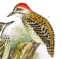 Male of the western cardinal woodpecker, D. f. lafresnayi Die Vogel Afrikas (6425133621), Dendropicos fuscescens lafresnayei.jpg